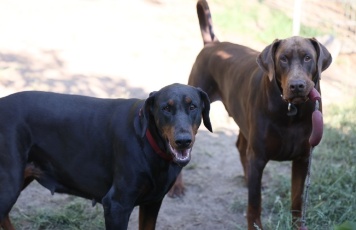 Dobermänner, Mutter und Sohn Dobermänner, Mutter und Sohn