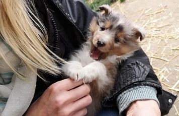 Mit Mama zur Hundeschule. Mit Mama zur Hundeschule.